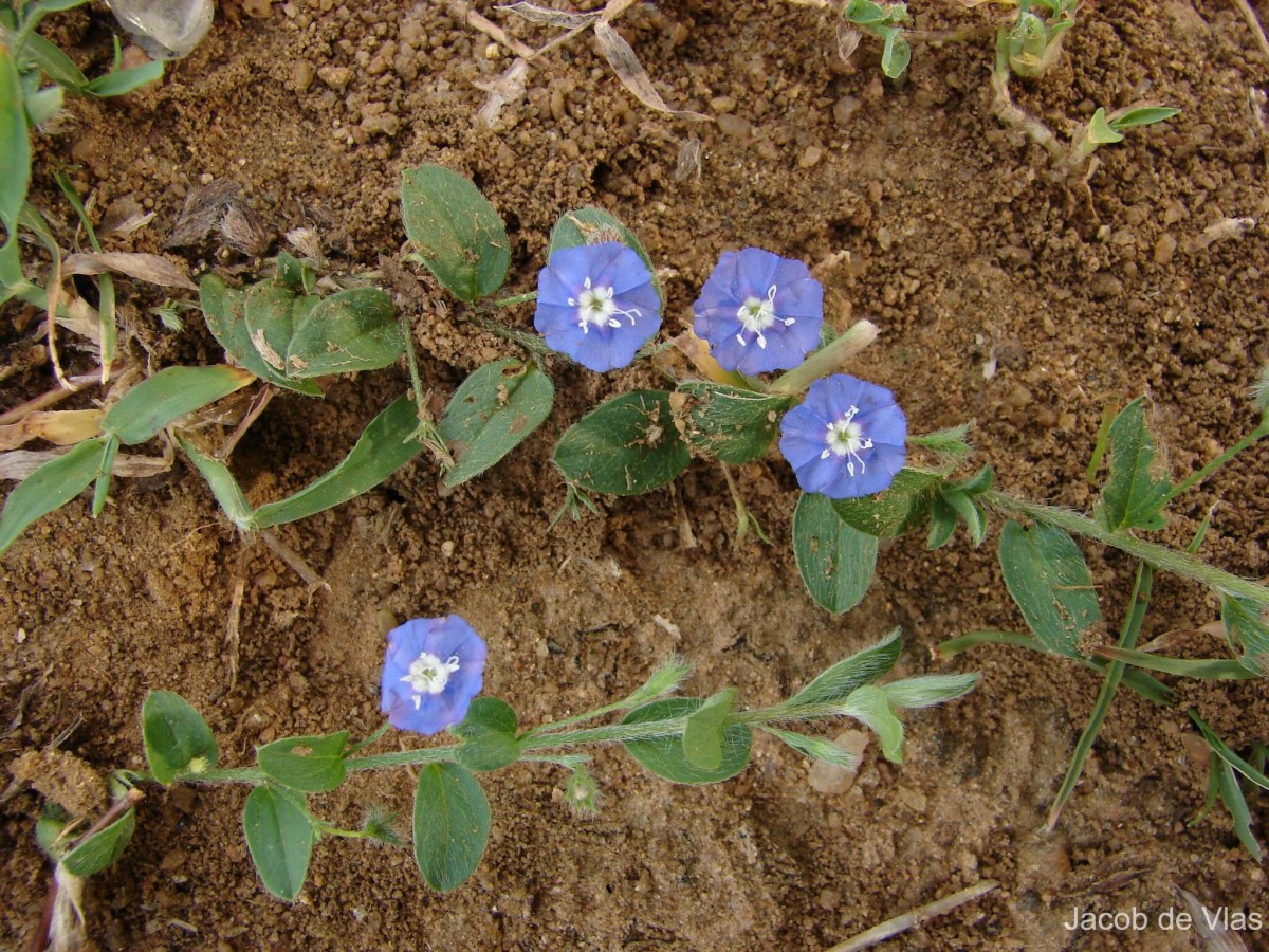 Evolvulus alsinoides (L.) L.